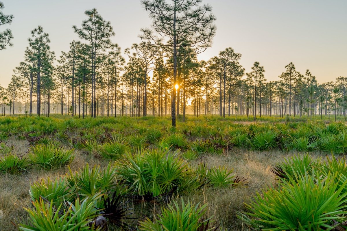 Four Great Places to Off-road in Florida